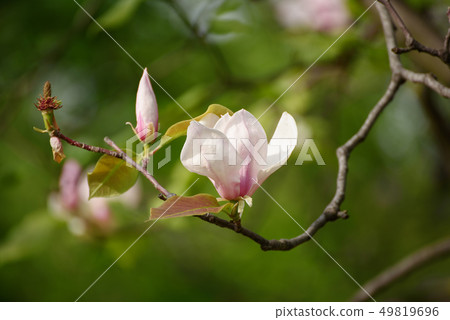 Magnolia spring flowers 49819696