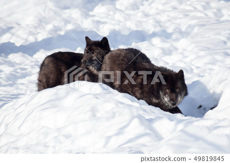 Two black canadian wolves standing on white snow. Two black canadian wolves standing on white snow. 49819845