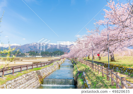 日本春天櫻花在富山縣伊里森町的黑部河堤防櫻花堤內排列 日本春天櫻花在富山縣伊里森町的黑部河堤防櫻花堤內排列 49820635