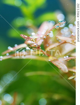 Aquarium tank Aquarium tank 49821182