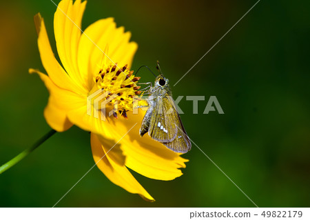 蝴蝶Ichimon dyseri 49822179