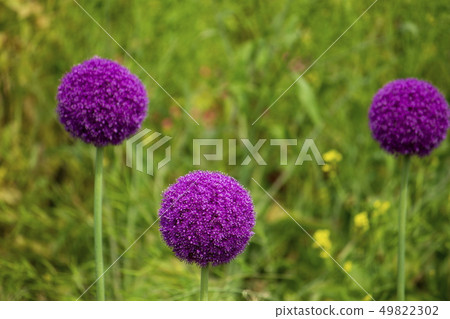 Flower _ Allium gigantium Flower _ Allium gigantium 49822302