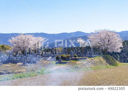 Cemetery, cherry blossoms and sky _ at Shizu, Kurayoshi City, Tottori Prefecture Cemetery, cherry blossoms and sky _ at Shizu, Kurayoshi City, Tottori Prefecture 49822305