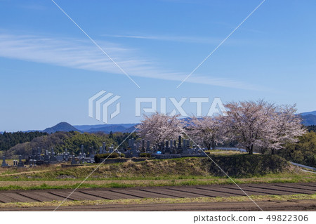 Cemetery, cherry blossoms and sky _ at Shizu, Kurayoshi City, Tottori Prefecture Cemetery, cherry blossoms and sky _ at Shizu, Kurayoshi City, Tottori Prefecture 49822306