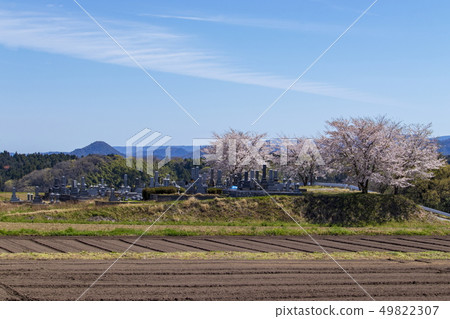 鳥取縣倉吉市志津的公墓,櫻花和天空 鳥取縣倉吉市志津的公墓,櫻花和天空 49822307