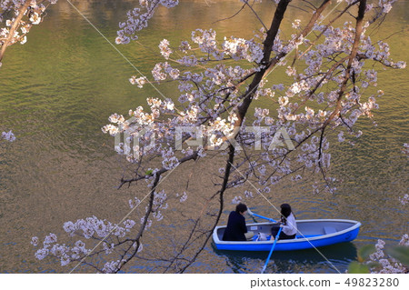 Cherry blossoms at Chidorigafuchi Cherry blossoms at Chidorigafuchi 49823280