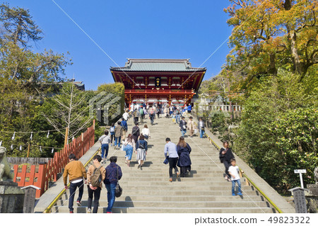 [Kanagawa Prefecture] Kamakura Tsurugaoka Hachimangu Shrine 49823322