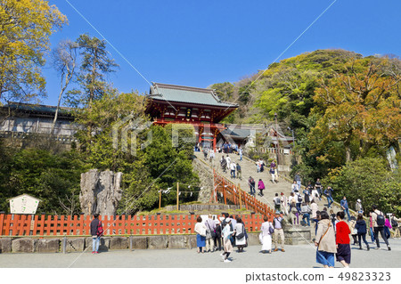 [Kanagawa Prefecture] Kamakura Tsurugaoka Hachimangu Shrine 49823323