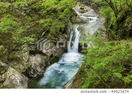 Pure summer flow of early summer Pure summer flow of early summer 49823874