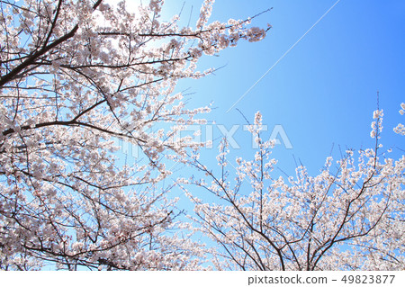 櫻花盛開 櫻花盛開 49823877