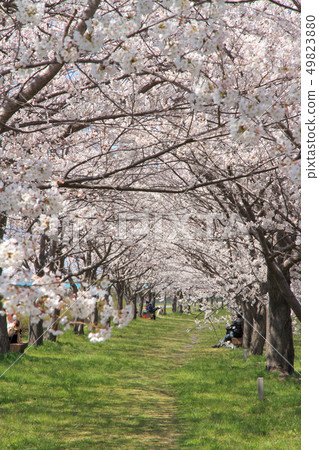 Himekawa Sakura Tsutsumi in full bloom Itoigawa City 49823880