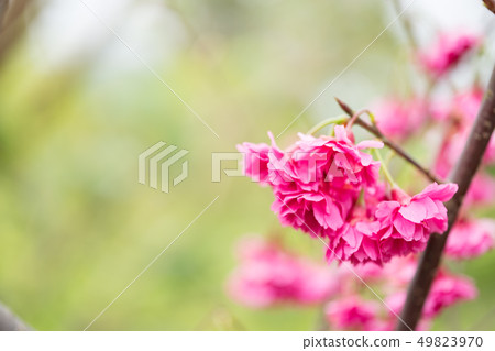 Japanese cherry blossoms. It's a great time. 49823970