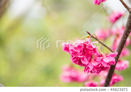 日本櫻花。這是一個美好的時光。 日本櫻花。這是一個美好的時光。 49823971