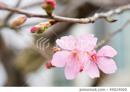 日本櫻花。這是一個美好的時光。 49824008