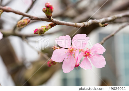 日本櫻花。這是一個美好的時光。 日本櫻花。這是一個美好的時光。 49824011