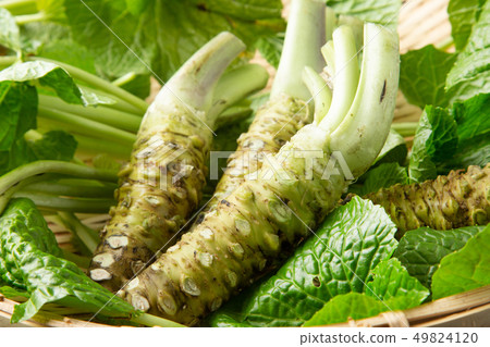 Live wasabi Live wasabi 49824120