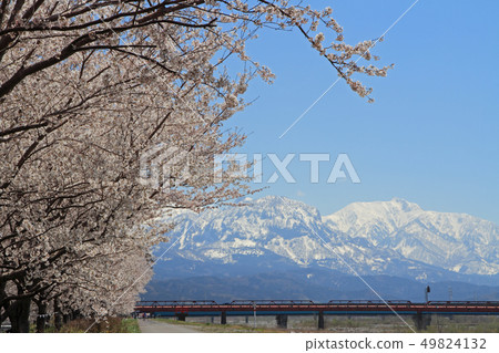 Himekawa Sakura Tsutsumi in full bloom and Mt. Amakazari Itoigawa City 49824132