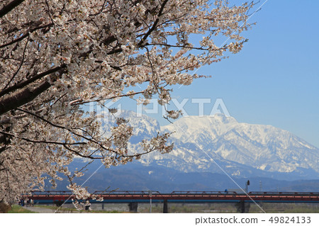 Himekawa Sakura Tsutsumi in full bloom and Mt. Amakazari Itoigawa City 49824133