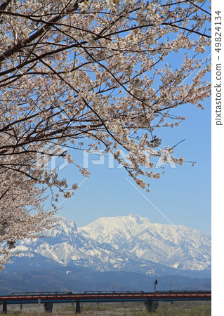 盛開的姬川櫻花堤和天鏡山糸魚川市 49824134