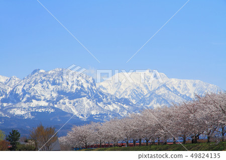 Himekawa Sakura Tsutsumi in full bloom and Mt. Amakazari Itoigawa City 49824135