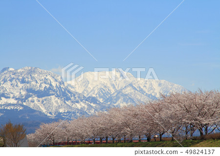 盛開的姬川櫻花堤和天鏡山糸魚川市 盛開的姬川櫻花堤和天鏡山糸魚川市 49824137