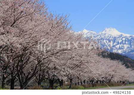 盛開的姬川櫻花堤和新潟縣屋山糸魚川市 盛開的姬川櫻花堤和新潟縣屋山糸魚川市 49824138