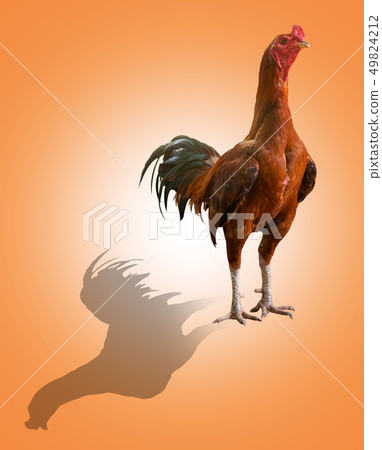 fighting cock 49824212