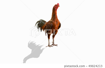 fighting cock 49824213
