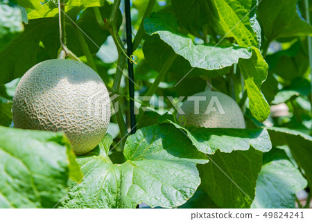 Cultivation greenhouse of muskmelon Melon farmer Minamiizu-cho, Kamo-gun, Shizuoka Prefecture Cultivation greenhouse of muskmelon Melon farmer Minamiizu-cho, Kamo-gun, Shizuoka Prefecture 49824241
