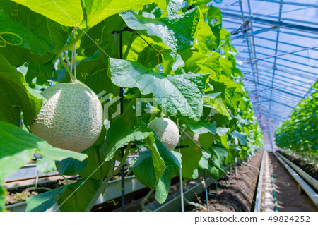 Cultivation greenhouse of muskmelon Melon farmer Minamiizu-cho, Kamo-gun, Shizuoka Prefecture Cultivation greenhouse of muskmelon Melon farmer Minamiizu-cho, Kamo-gun, Shizuoka Prefecture 49824252