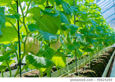 Cultivation greenhouse of muskmelon Melon farmer Minamiizu-cho, Kamo-gun, Shizuoka Prefecture 49824269