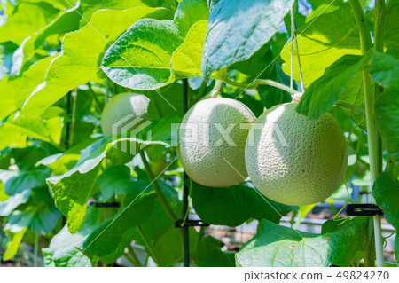 靜岡縣加茂郡甜瓜農民南伊豆町的栽培溫室 49824270