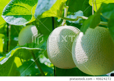 Cultivation greenhouse of muskmelon Melon farmer Minamiizu-cho, Kamo-gun, Shizuoka Prefecture 49824272