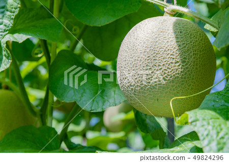 Cultivation greenhouse of muskmelon Melon farmer Minamiizu-cho, Kamo-gun, Shizuoka Prefecture 49824296