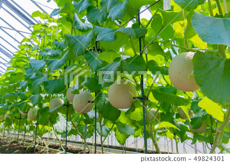 靜岡縣加茂郡甜瓜農民南伊豆町的栽培溫室 49824301