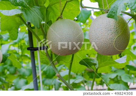 Cultivation greenhouse of muskmelon Melon farmer Minamiizu-cho, Kamo-gun, Shizuoka Prefecture 49824308