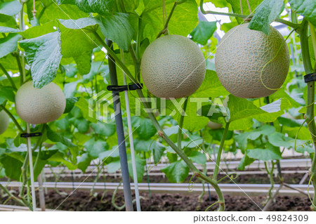 Cultivation greenhouse of muskmelon Melon farmer Minamiizu-cho, Kamo-gun, Shizuoka Prefecture Cultivation greenhouse of muskmelon Melon farmer Minamiizu-cho, Kamo-gun, Shizuoka Prefecture 49824309