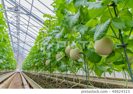 Cultivation greenhouse of muskmelon Melon farmer Minamiizu-cho, Kamo-gun, Shizuoka Prefecture 49824323