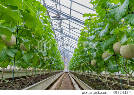 靜岡縣加茂郡甜瓜農民南伊豆町的栽培溫室 49824324