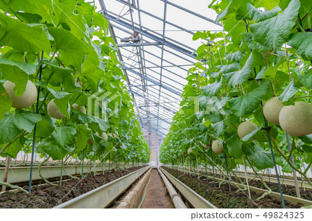 Cultivation greenhouse of muskmelon Melon farmer Minamiizu-cho, Kamo-gun, Shizuoka Prefecture 49824325