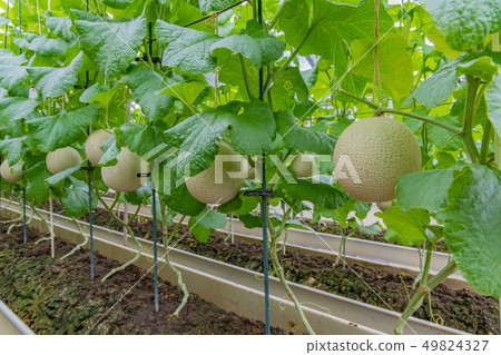 靜岡縣加茂郡甜瓜農民南伊豆町的栽培溫室 靜岡縣加茂郡甜瓜農民南伊豆町的栽培溫室 49824327