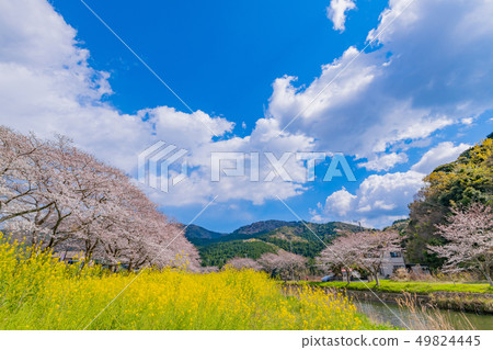 靜岡縣加須郡Nakagawa Tsutsumi的櫻花和油菜花 靜岡縣加須郡Nakagawa Tsutsumi的櫻花和油菜花 49824445