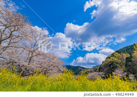 Cherry blossoms and rape blossoms of Nakagawa Tsutsumi, Kazo-gun, Shizuoka Prefecture 49824449