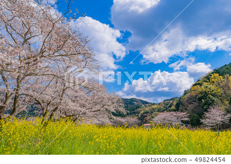 靜岡縣加須郡Nakagawa Tsutsumi的櫻花和油菜花 49824454