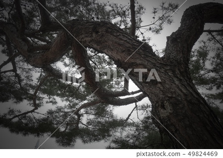 Pine tree Pine tree 49824469