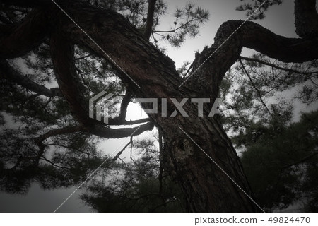 Pine tree 49824470