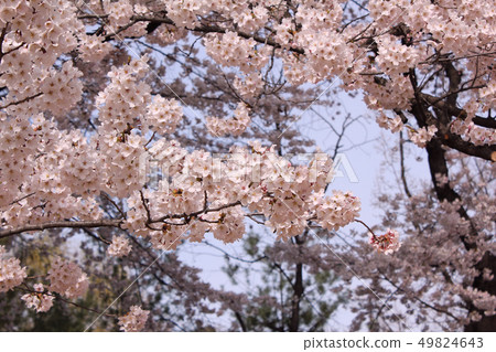 Cherry Blossom 49824643