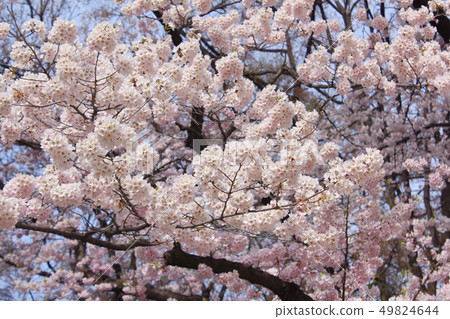 Cherry Blossom 49824644