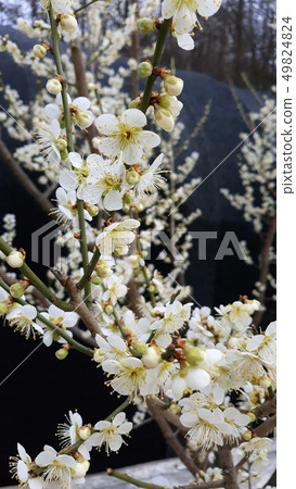 Plum tree 49824824