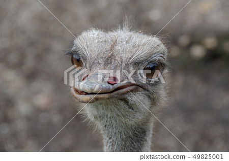 Ostrich Ostrich 49825001